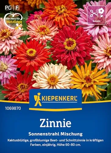Kiepenkerl Zinniensamen Sonnenstrahl Mischung 1069870 - kaktusblütige, großblumige Beet- und Schnittzinnie in kräftigen Farben - Pflanzen, Blumensamen, Saatgut