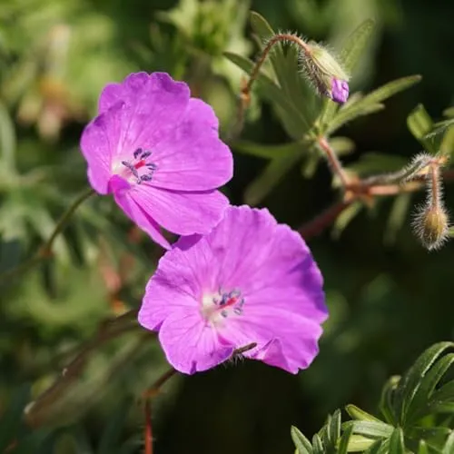 Geranium sanguineum - Blutstorchschnabel trockenheitsverträgliche Staude