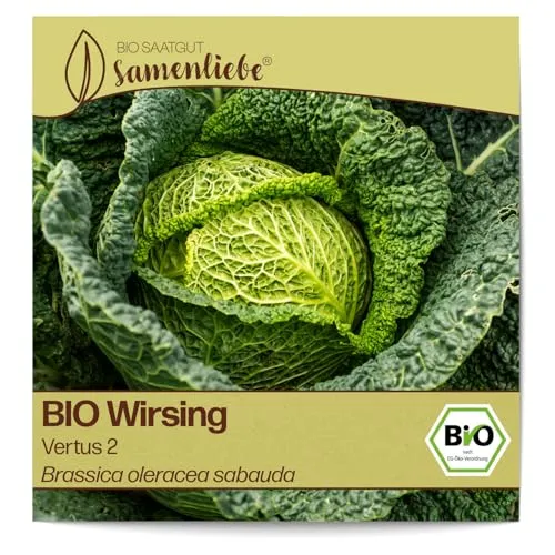 Samenliebe BIO Wirsing Samen alte Sorte Vertus 2 mild feiner Herbstwirsing plattrunder Kohl 200 Samen samenfestes Gemüse Saatgut für Gewächshaus Freiland und Balkon BIO Gemüsesamen winterhart