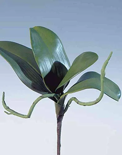 artplants.de Dekoblätter Phalaenopsis Orchidee DORTE, Luftwurzeln, 25cm - Orchidee Kunstpflanze - Orchidee Kunststoff