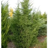Produktbild Blaureif Wacholder 50-60cm