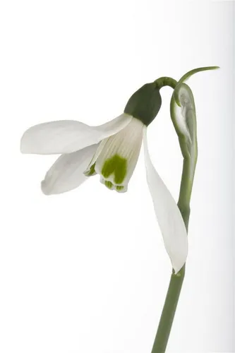 Pflanzen für Dich Staude Galanthus nivalis, 1 St., Schneeglöckchen