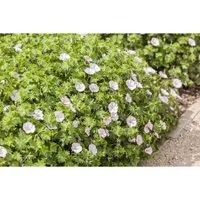 Geranium Sanguineum Blutstorchschnabel V.striatum Apfelblüte Ca. 9x9 cm Topf