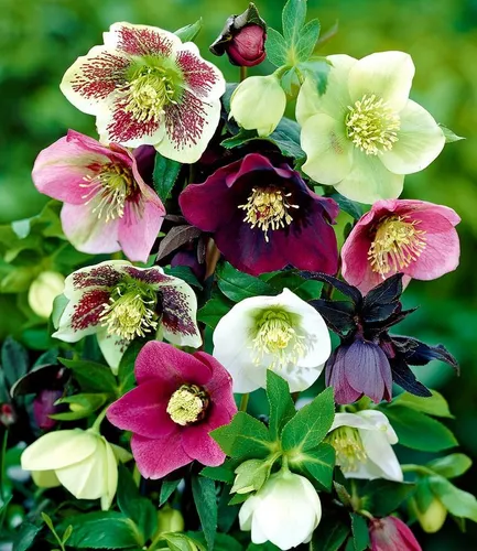 BALDUR Garten Christrosen-Mix Winter Dreams