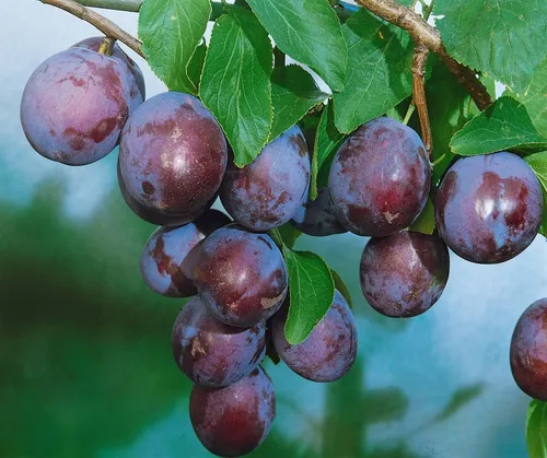 Prunus Domestica Ersinger Frühzwetsche Pflaume 150-200cm - Obstbäume: Robuste Zwetschgensorte mit süßen Früchten, ideal für Obstgärten, pflegeleicht und winterhart, blüht wunderschön im Frühjahr.
