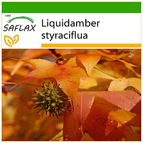 SAFLAX - Amerikanischer Amberbaum - 100 Samen - Mit keimfreiem Anzuchtsubstrat - Liquidamber styraciflua
