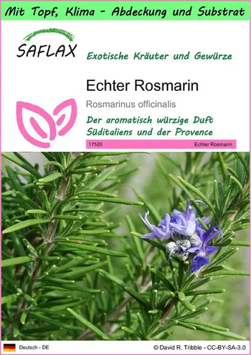 SAFLAX Kräutersamen SAFLAX - Garden to go - Echter Rosmarin