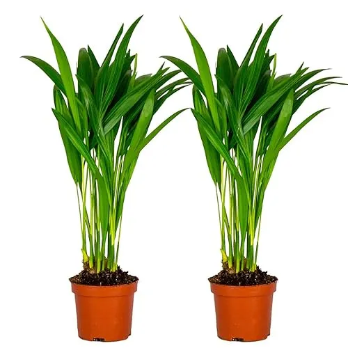 Bloomique - 2er Set - Dypsis Lutescens - Goldfruchtpalme - Areca Palme - Zimmerpflanzen - Pflegeleicht - Haustierfreundlich - Höhe 25-30 cm - Topf 10,5 cm