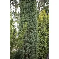Taxus baccata 'Fastigiata Robusta' 40-50 cm - Heckenpflanzen, pflegeleichte und winterharte Säuleneibe mit dichtem, dunkelgrünen Nadelkleid, ideal für Hecken und Solitärpflanzungen.