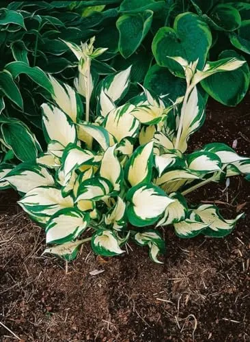Hosta x tardiana 'June', edle Funkie in blaugrün-gelb - Die Hosta x tardiana 'June' ist eine elegante Blattschmuckstaude für schattige Bereiche. Ihr markantes Herzblatt und die zarten Blüten setzen stilvolle Akzente im Garten.