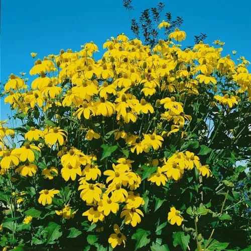 Rudbeckia maxima ca. 9x9 cm Topf in gelb von PlantaPro