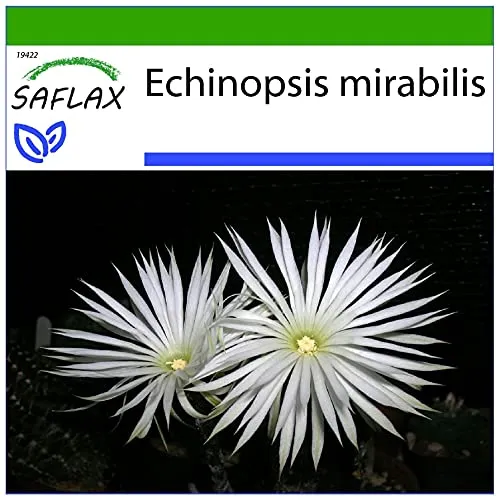 SAFLAX - Kakteen - Seeigelkaktus - 40 Samen - Mit keimfreiem Anzuchtsubstrat - Echinopsis mirabilis
