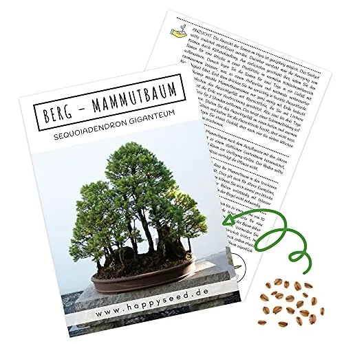 Außergewöhnliche Bonsai Samen mit hoher Keimrate - Pflanzen Samen Set für deinen eigenen Bonsai Baum (1x Berg Mammutbaum)
