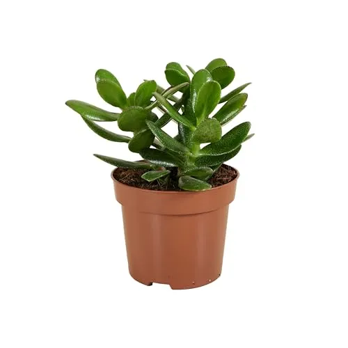 Bloomique - Crassula Ovata - Geldbaum - Sukkulenten - Zimmerpflanzen - Sehr Pflegeleicht - Höhe 15-20 cm - Topf 12 cm