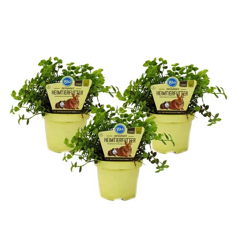 Exotenherz Zimmerpflanze Set mit 3 Futterpflanzen für Heimtiere Callisia repens Vitalfutter