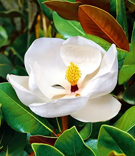 BALDUR Garten Magnolie 'Grandiflora' - Imposante, duftende Blüten - Samen & Pflanzen von Hecken & Sträuchern, mehrjährig und winterhart, ideal für Beet & Kübel mit pflegeleichten, bis zu 25 cm großen Blüten.