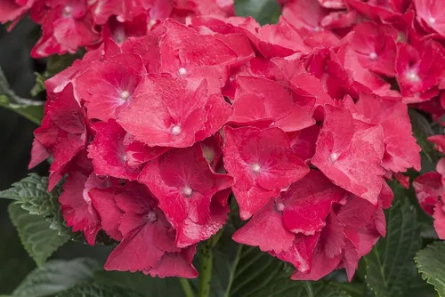 Pflanzen für Dich Gehölze Hydrangea mac. Hot Red, 1 St., Gartenhortensie, Bauernhortensie