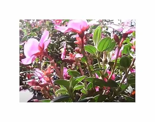 Stk - 10x Tibouchina lepidota Caldas - Anden-Veilchenbaum Pflanzen - Samen ID1653 - Seeds & Plants Shop by Ipsa