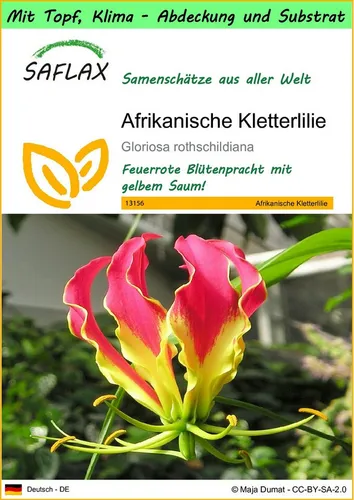 SAFLAX Blumensamen SAFLAX - Garden to go - Afrikanische Kletterlilie