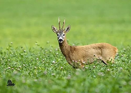 10x Stronghold Tierauflage - Rehbock - 42 x 59 cm - wasserabweisend/reißfest Scheibenauflage für Pfeil und Bogen