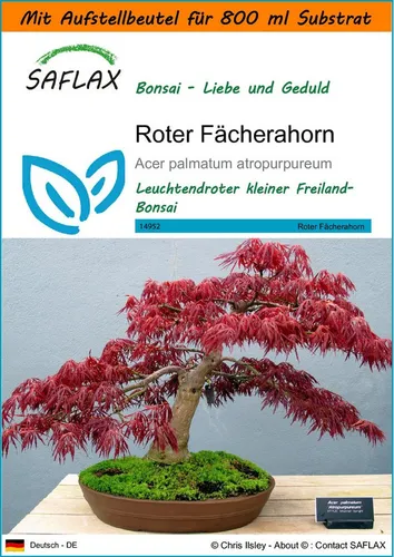 SAFLAX Blumensamen SAFLAX