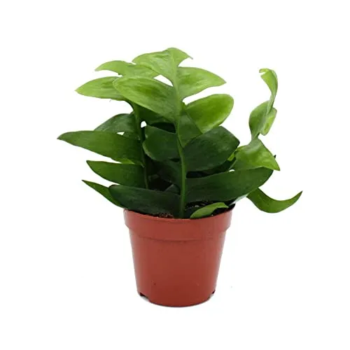 Produktbild Epiphyllum anguliger chrysocardium