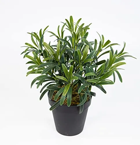 Podocarpus 30cm grün im Topf ZF Kunstpflanzen künstliche Pflanzen Steineibe