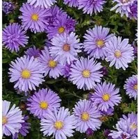 Produktbild Kissenaster Mittelmeer - Aster dumosus