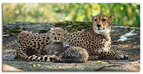 ARTLAND Wanddeko Leinwand Bilder Wandbild 60 x 30 cm Afrika Natur Portrait Tiere Wildnis Katze Gepard Baby S9HY