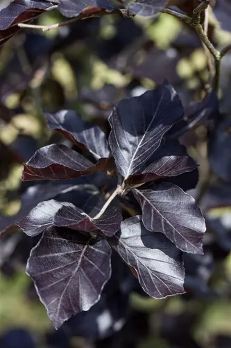 Heckenpflanze Fagus sylvatica ‘Dawyck Purple’, Rotbuche, säulenförmig - Die Säulenblutbuche überzeugt mit schmalem Wuchs und intensiver Blattfärbung. Ideal für moderne Gärten, bringt sie vertikale Akzente und ist pflegeleicht. Perfekt für Vorgärten oder schmale Pflanzstreifen.