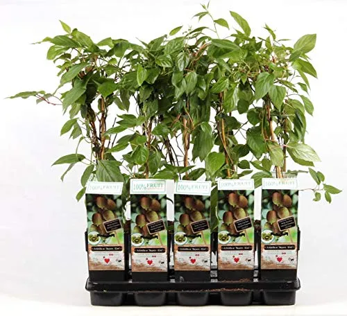 Bayern-Kiwi Pflanze 70 cm – weiblich | Actinidia arguta 'Bayern' | Frosthart, selbstfruchtbar mit männlicher Pflanze, vitaminreiche Mini-Kiwi für Garten & Balkon