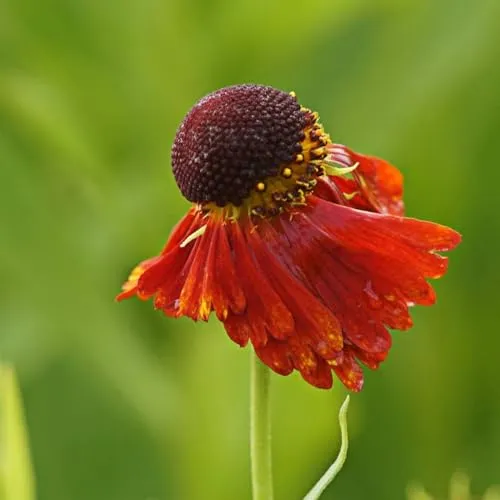 Sonnenbraut Helenium Hybride 'Moerheim Beauty' winterhart Insektenweide