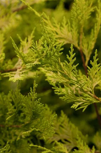 Leyland-Zypresse 'Castlewellan Gold'