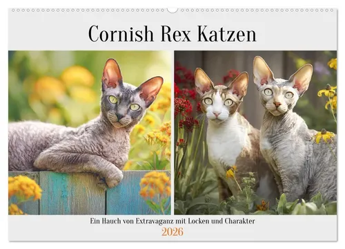 Rose Hurley | Cornish Rex Katzen. Ein Hauch von Extravaganz mit Locken und...