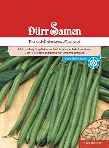 Buschbohnen Samen Scossa Bohnensamen Grüne Bohnen ca 100 Korn Saatgut Gemüse Garten Hochbeet Kübel Dürr Samen