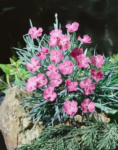 Dianthus gratianopolitanus 'Eydangeri' 9x9 cm Topf – Winterhart, Immergrün, Mehrjährig – Pfingstnelke – Bodendecker für Steingarten & Beet