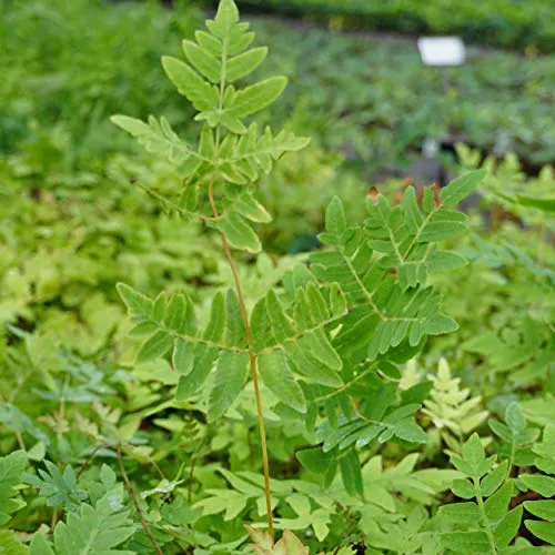 Produktbild Blumixx Stauden Osmunda regalis 'Purpurascens' - Purpurkönigsfarn