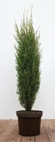 Juniperus communis 'Arnold' 60–80 cm – Winterhart, Immergrün, Pflegeleicht – Gemeiner Wacholder – Heckenpflanze für Garten & Sichtschutz