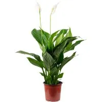 Einblatt - Pflegeleichte Zimmerpflanze mit 3-5 Blüten, Höhe 50 cm - Zimmerblumen mit schneeweißen Blüten und tiefgrünen Blättern. Pflegeleicht, reinigt die Luft und erhöht die Luftfeuchtigkeit - ideal für ein angenehmes Raumklima!