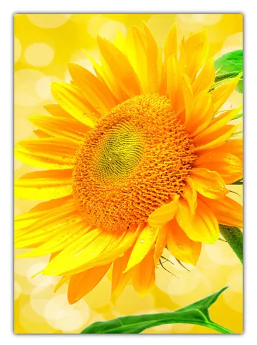XL Poster 70 x 50cm wunderschöne blühende Sonnenblume (F241) Plakat gerollt