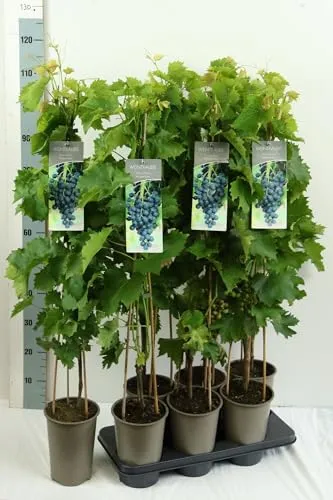 Vitis vinifera 'Muscat bleu' - Weinrebe mit blauen Trauben - Obstsamen & -pflanzen, saftige, frostharte Trauben mit intensivem Muskatgeschmack, ideal für Pergolen und pflegeleicht für Anfänger.