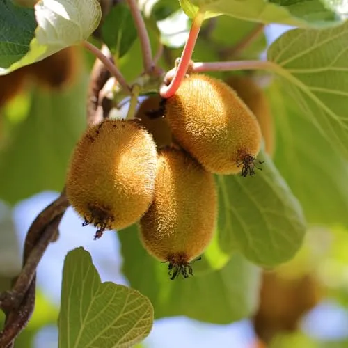 Actinidia deliciosa Golden Kiwi – 2 Obstpflanzen – Süße gelbe Früchte – Ø15cm Höhe 50cm – Einfach zu pflegen & vitaminreich