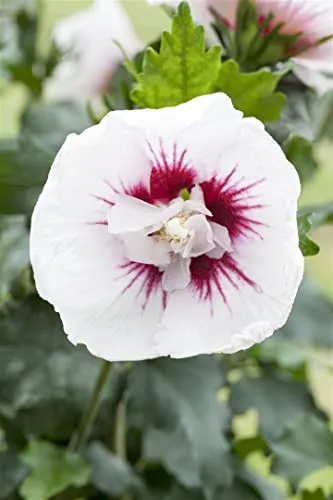 Hibiscus syriacus 'Lady Stanley' - Gartenhibiskus mit rosa-weißen Blüten - Pflegeleichter Gartenhibiskus, ideal für Hecken und sonnige Standorte. Zartrosa Blüten ziehen Bienen und Schmetterlinge an. Winterhart bis -20 °C, perfekt für Gartenanfänger.