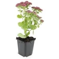 Exotenherz Fette Henne Sedum Telephium Herbstfreude Pflegeleichte Staude 9cm Topf Set mit 60 Pflanzen