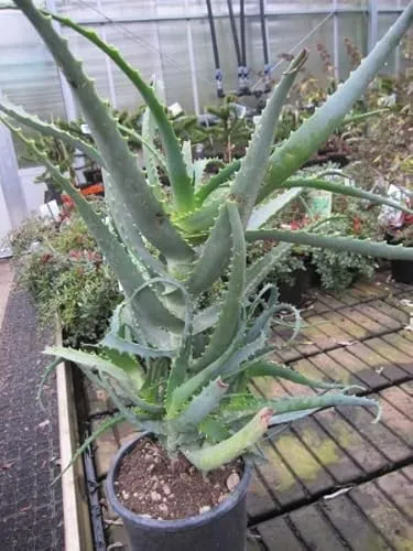 Aloe arborescens von Baumschule