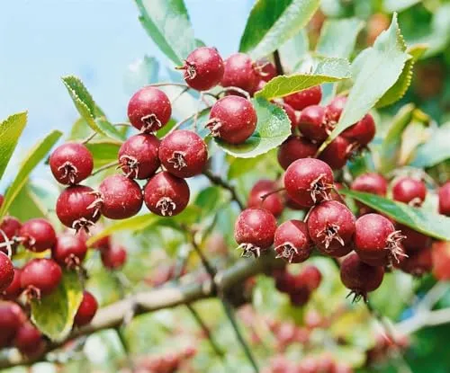 Malus 'Red Obelisk' – Pflegeleichter Zierapfel für Kübel & Vorgarten - Winterharter, mehrjähriger Zierapfel mit schmaler Krone und duftenden Blüten; ideal für kleine Gärten und Terrassen. Bietet eine lange Zierwirkung und ist pflegeleicht.