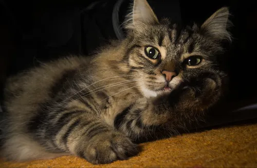 hansepuzzle 74458 - Katze Puzzle, 500 Teile, Tierwelt, 46,0 x 30,0cm mit hochwertiger Aufbewahrung, Kartonbox und wiederverschließbarem Beutel