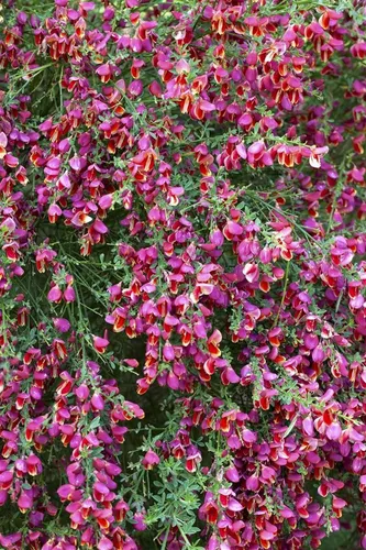 Cytisus scoparius Johnson's Crimson - Roter Besenginster - Attraktive Pflanze für sonnige Standorte, blüht rot von Mai bis Juni. Ideal für sandige, durchlässige Böden. Wuchsform aufrecht und buschig, perfekt für Ihren Garten.