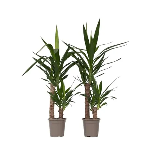 Plant in a Box - Yucca Elephantipes 2er Set - Zimmerpalme - Zimmerblumen: Die Yucca Elephantipes ist eine beeindruckende Zimmerpalme mit dicken, fleischigen Blättern und einer Höhe von 70-80 cm, perfekt für Ihr Zuhause. Sicherer Versand in stabilen Kartons.