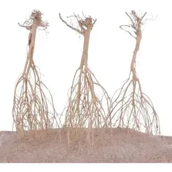 AquaOne Sahara Wurzel 3 Stück 25-35cm von AQUARISTIKWELT24